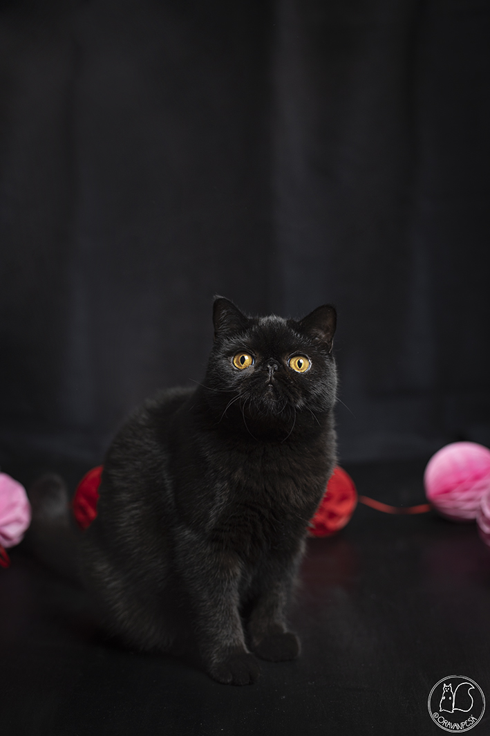 Oravanpesä musta kissa Miso exotic shorthair eksoottinen lyhytkarvakissa kuro neko black cat koristepallo