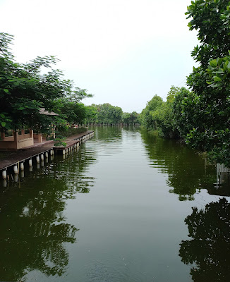 Kawasan hutan mangrove