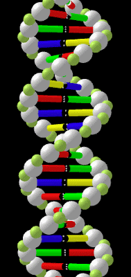 Delta: Modelo esquemático de la molécula de ADN