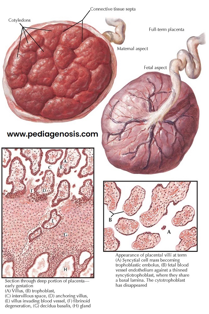 PLACENTA I - FORM AND STRUCTURE