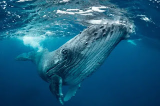 The Truth Behind The Bizarre, Blue Whale That's Been Blamed For Deaths