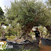 Jual Tanaman Hias Olive Tree (Pohon Zaitun) di Purworejo