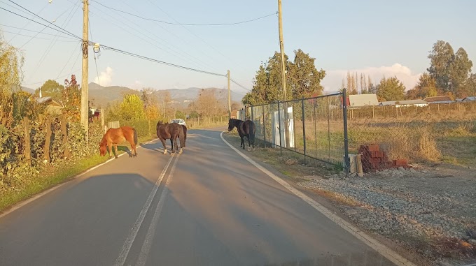 🛑AHORA | CABALLOS SUELTOS EN RINCON DE PATAGUAS