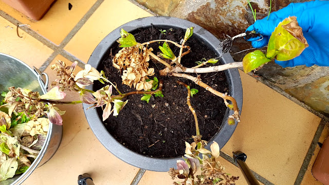 Cuaderno de campo de una Jardinera día nº 3: "Hortensias: abonado y poda".