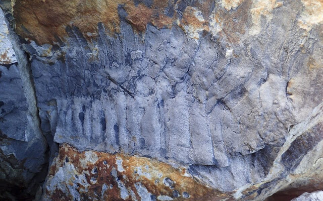 Ανακαλύφθηκε απολίθωμα τεράστιας σε μέγεθος σαρανταποδαρούσας 326 εκατομμυρίων ετών