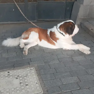 A massive St Bernard dog spotted at Davit Aghamashenebil Avenue.