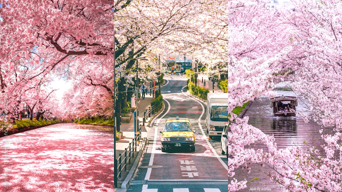 20 Moments of Cherry Blossoms in Japan that Will Make You Want to Move There