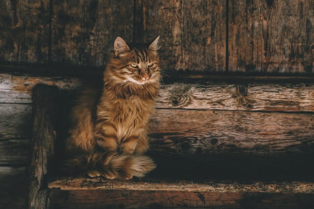 maine-coon-american-cat