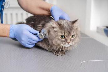 Lyme Disease in Cats