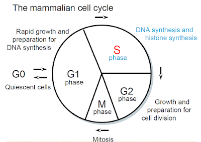 The mammalian Cell Cycle