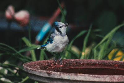 A Fountain Bird Bath Can Help Make Your Garden More Enjoyable