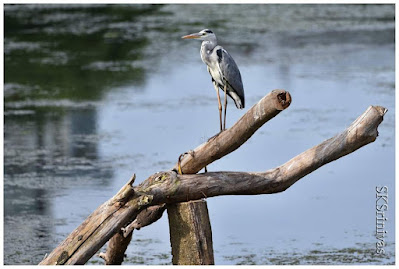 A royal Grey heron on the perch