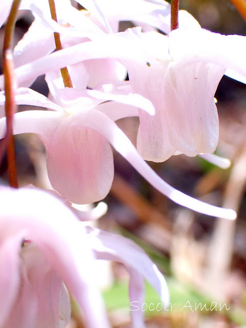 Epimedium grandiflorum