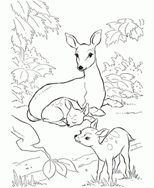 Little forest deer coloring pages for kids