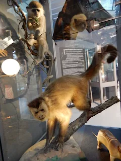 地中海歴史自然博物館の猿の剥製