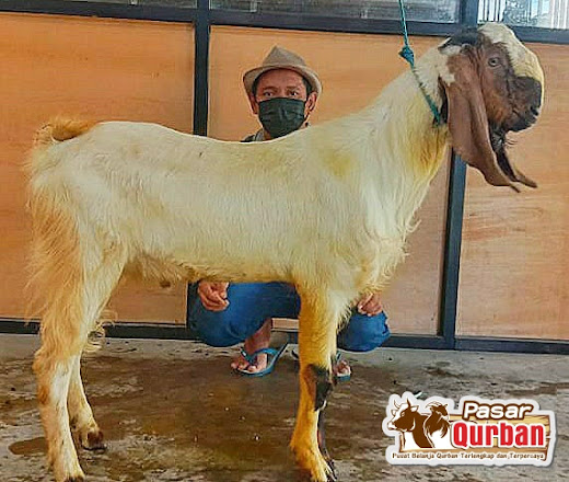 Sapi Qurban 2022 Surabaya