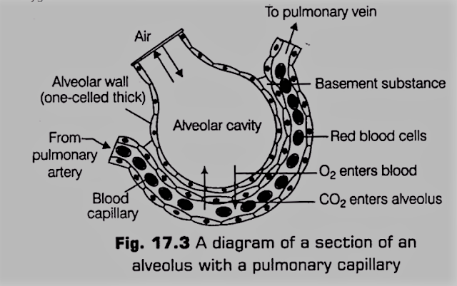Exchange of Gases between Alveoli and Blood