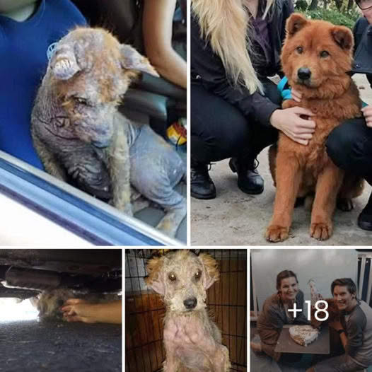 Un cachorro que fue encontrado gimiendo de dolor debajo de un automóvil se recuperó por completo y encontró la felicidad.