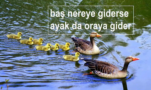 baş nereye giderse ayak da oraya gider