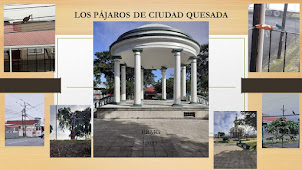 LOS PÁJAROS DE CIUDAD QUESADA