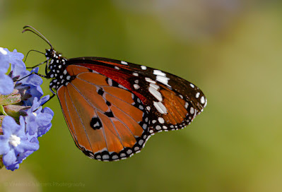Butterfly Kirstenbosch National Botanical Garden Copyright Vernon Chalmers