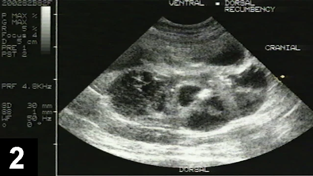 Feline PKD ultrasound scan