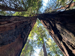 The Armstrong Redwoods Return