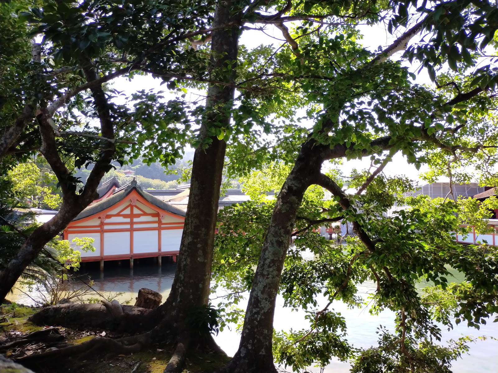 向こうに厳島神社が見えます。赤い柱が美しい。