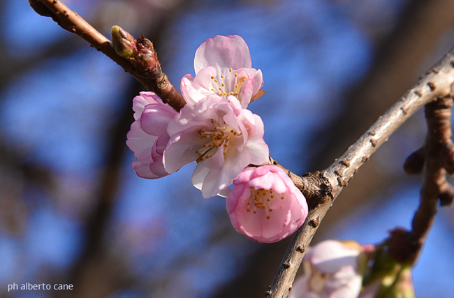 prunus subhirtella