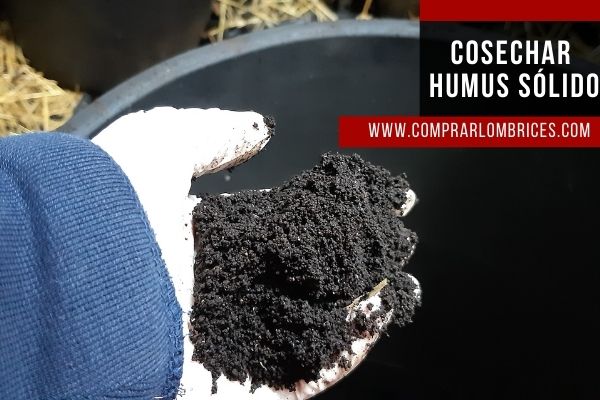 Cómo y cuando cosechar el humus de lombriz