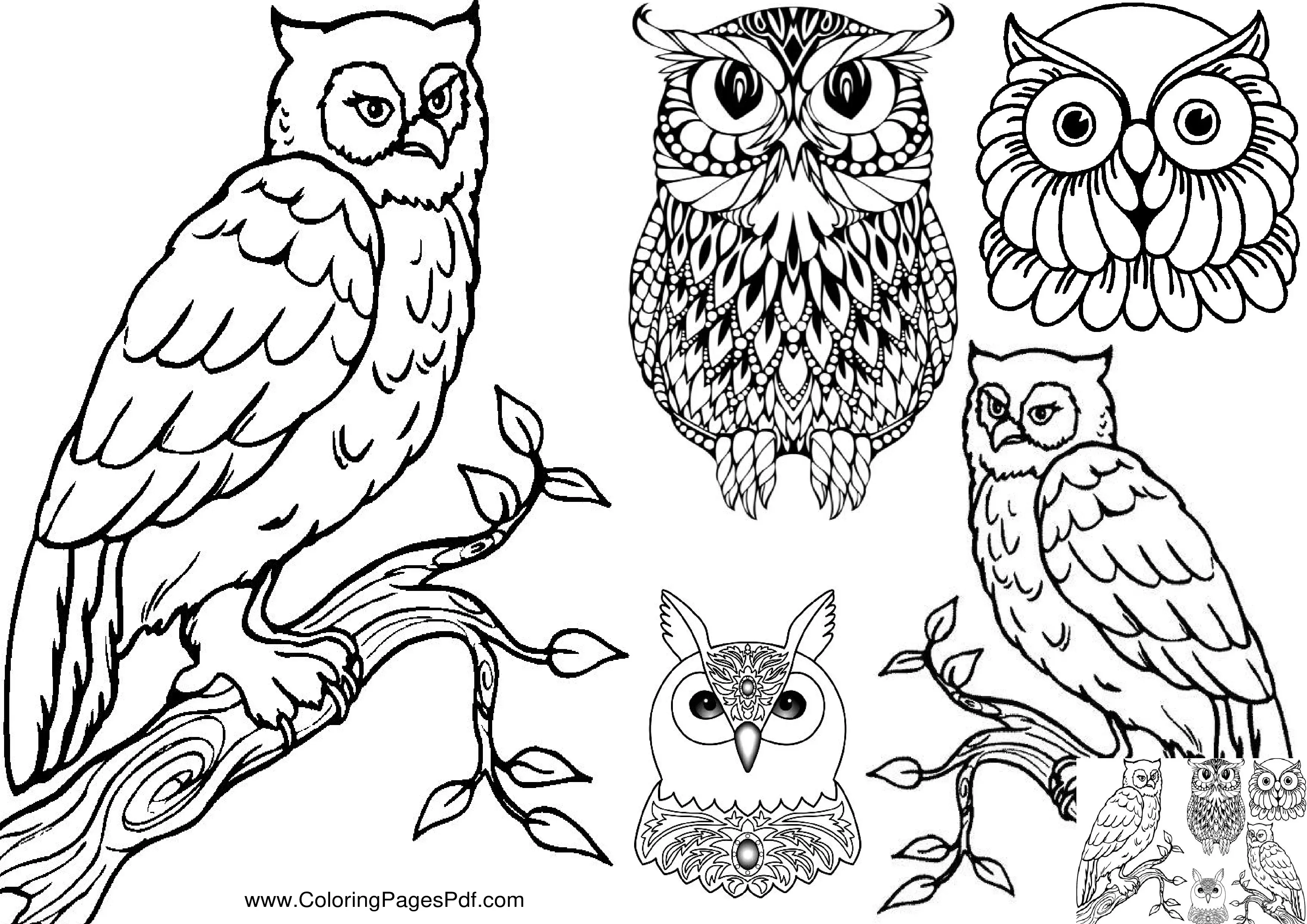 Realistic owl coloring pages