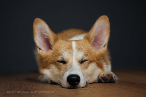 Elke Vogelsang aka Wieselblitz 500px arte fotografia cachorros cães gatos pets divertido fofura animais estimação