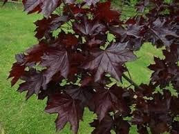 Crimson King Maple Tree Pros & Cons, Growth rate, Problems