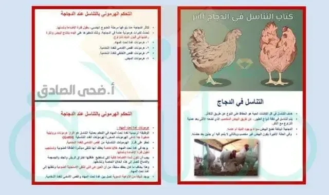 التكاثر في الدجاج reproduction in chicken