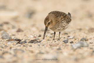 Wildlifefotografie Helgoland Düne Meerstrandläufer Alpenstrandläufer