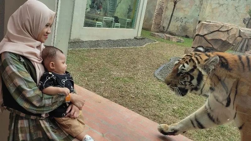 Zainu dan Ibu berfoto dengan harimau