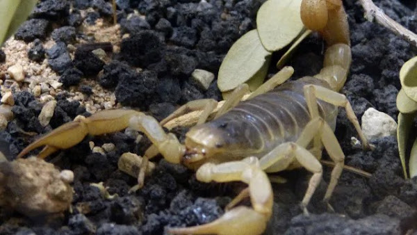 Confira quais são os tipos e as características de alguns dos escorpiões mais venenosos encontrados ao redor do mundo