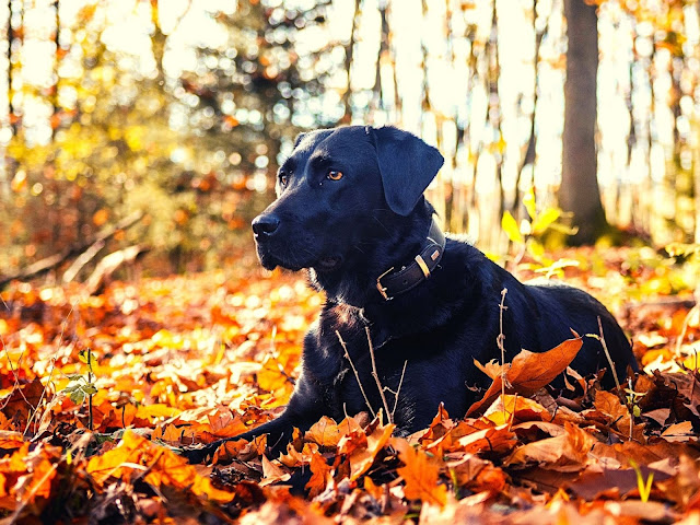 50 Labrador dog images with various poses