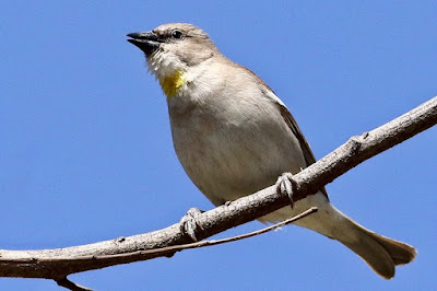 Yellow-throated Sparrow