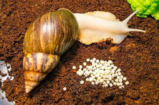 How to Start Snail Farming in Cameroon?