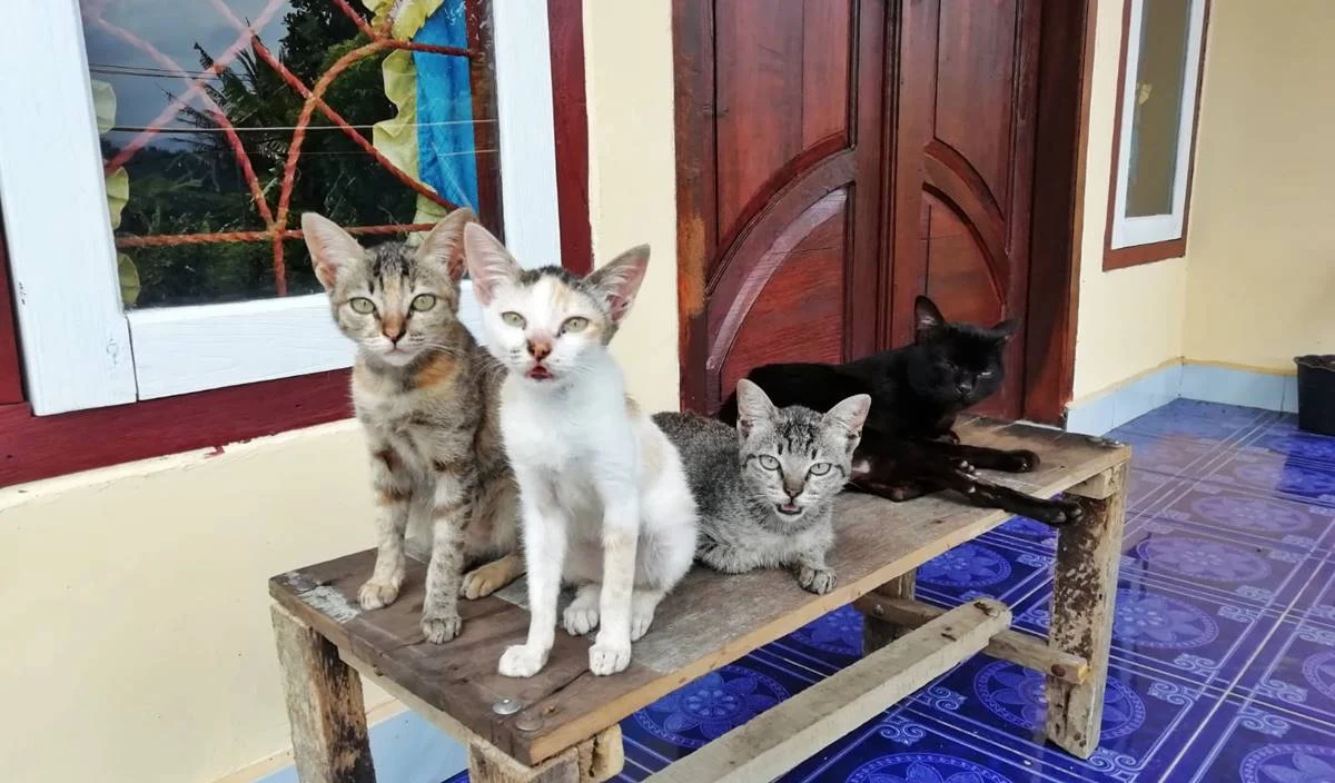 Cat Lovers, Inilah 6 Cara Merawat Kucing Kampung dengan Baik Agar NurutCat Lovers, Inilah 6 Cara Merawat Kucing Kampung dengan Baik Agar Nurut