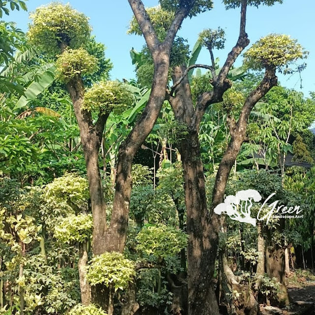 Jual Bonsai Anting Putri di Ngawi Langsung Dari Petani