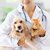 10 Basic and Important things to know before you start adopting a Pet or a Puppy