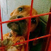 Dog Cries Every Night As No One Wants To Adopt Her, Shelter Shares Her Photo As Last Hope