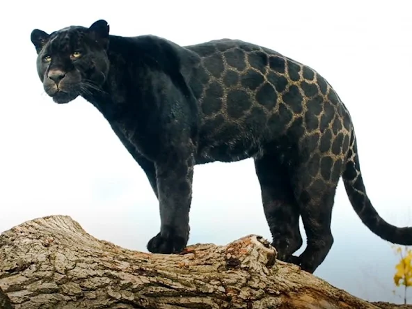 Black jaguar - melanistic jaguar