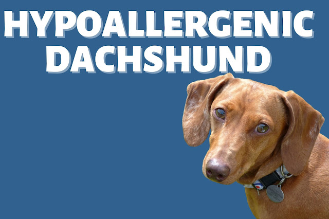 Dachshund Allergy, hypoallergenic dachshund