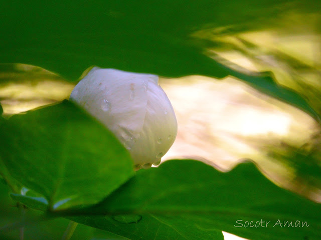 Paeonia japonica