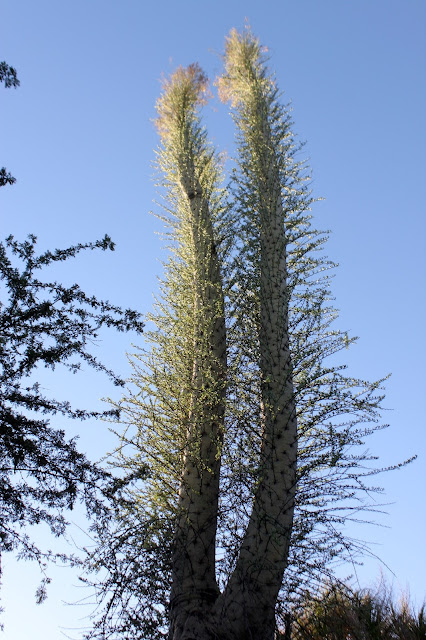 Fouquieria columnaris