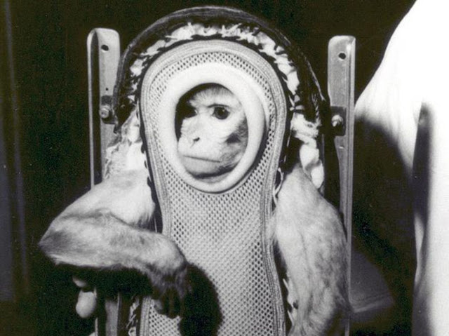 Сэм, макак-резус, после полёта на корабле Литл Джо-2 в рамках программы «Меркурий». Сэм побывал на высоте 85 км и пережил 3 минуты невесомости. Фотография: NASA, 1959 год
