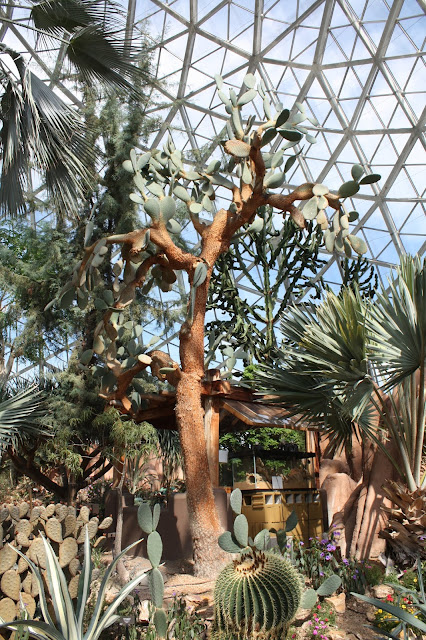 Visiting the desert for a spell at Mitchell Park Domes in Milwaukee.